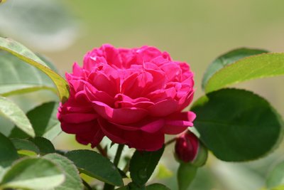 Garsington David Austin Rose, 2009 by Sarah OToole